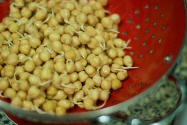Why Sprout Legumes – Tips and Tricks